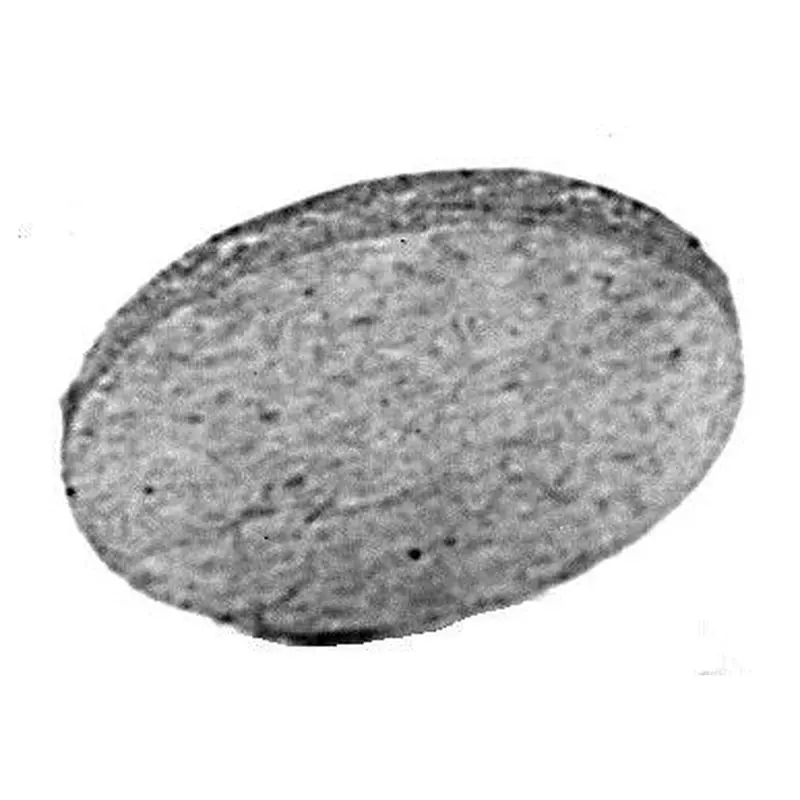 C.S. Osborne #60 Cardboard Wad 5Gr